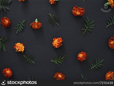Marigolds on a black background. Pattern with Marigold flowers on black background. Flat lay.. Marigolds on a black background