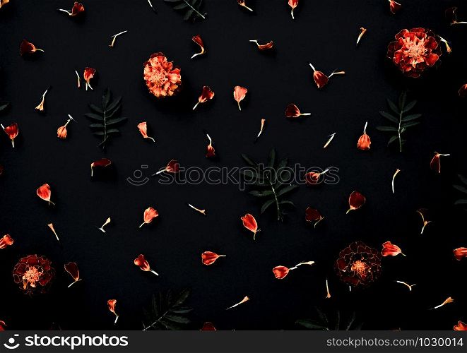 Marigolds on a black background. Pattern with Marigold flowers, petals and leaves on dark black background. Flat lay.. Marigolds on a black background. Pattern with Marigold flowers on black background. Flat lay.