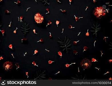 Marigolds on a black background. Pattern with Marigold flowers, petals and leaves on dark black background. Flat lay.. Marigolds on a black background. Pattern with Marigold flowers on black background. Flat lay.