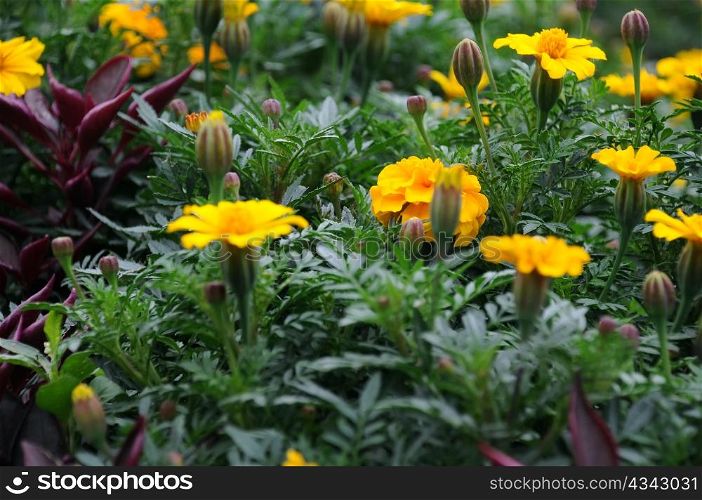 Marigolds on the flowerbed at the end of summer.