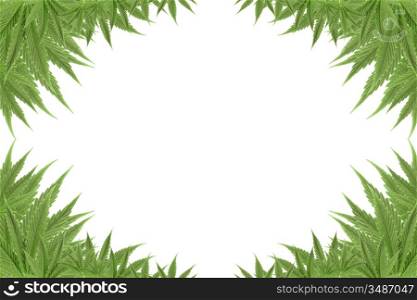 marijuana cannabis background green textures