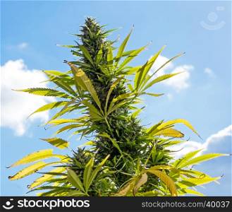 Marijuana (cannabis) plants before harvest time