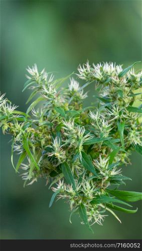 marijuana (Cannabis sativa) flowering ready to harvest