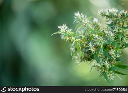 marijuana (Cannabis sativa) flowering ready to harvest