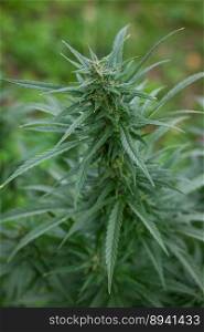 marijuana close-up of thick foliage, drug, medicinal plant