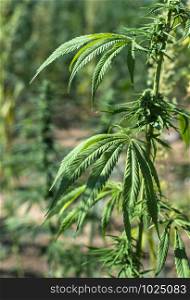 Marijuana farm. Growing industrially Marijuana for pharmaceutical needs. Marijuana plantation. Narcotic plants in agriculture industry. Cannabis sativa plants on the field.