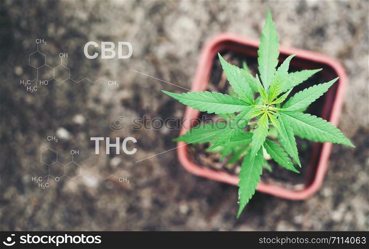 Marijuana in pod with cbd thc chemical structure