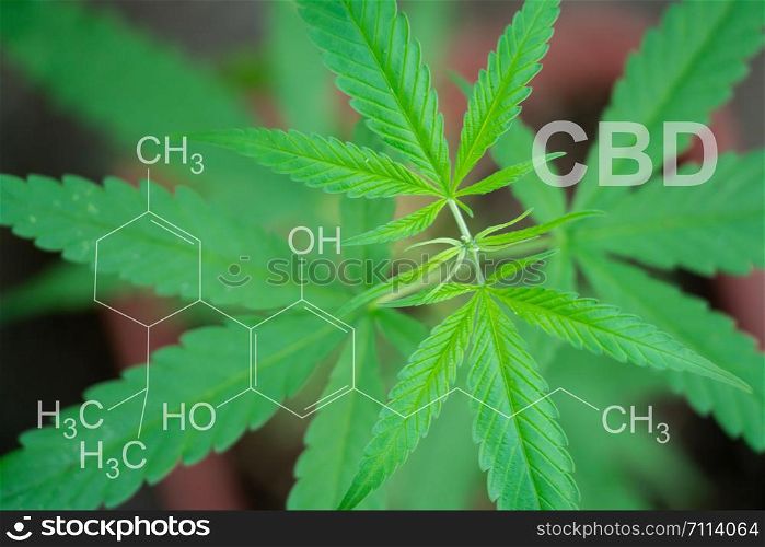 Marijuana in pod with cbd thc chemical structure