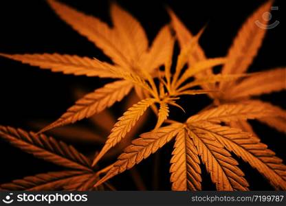 Marijuana leaf Cannabis plant tree growing on dark / Hemp leaves for extract medical healthcare natural for banner and background