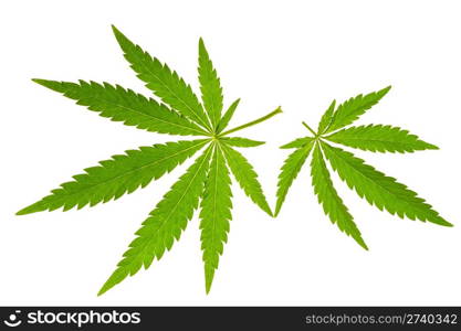 marijuana leaf isolated on white