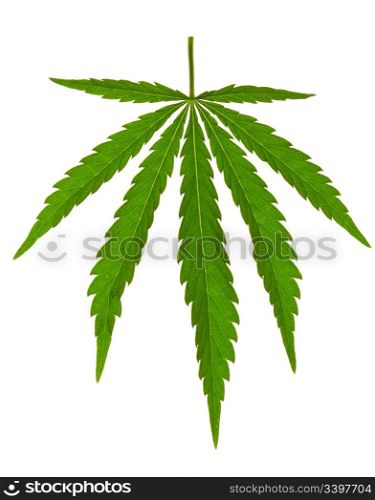 marijuana leaf isolated on white