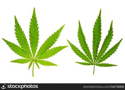 marijuana leaf on isolated