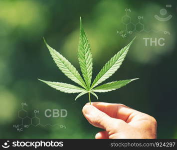marijuana leaf with cbd thc chemical structure
