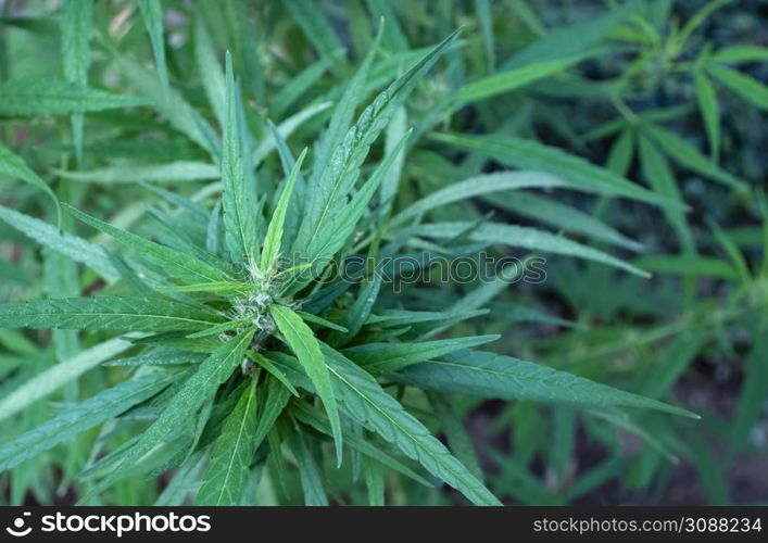 Marijuana leaves, cannabis on a dark background, beautiful background, indoor cultivation