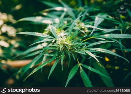 Marijuana leaves, Cannabis or Hemp illegal plant Asian Thai Species agriculture farm.