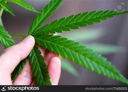 Marijuana leaves cannabis plant in hand / Hemp leaf for extract medical healthcare natural selective focus