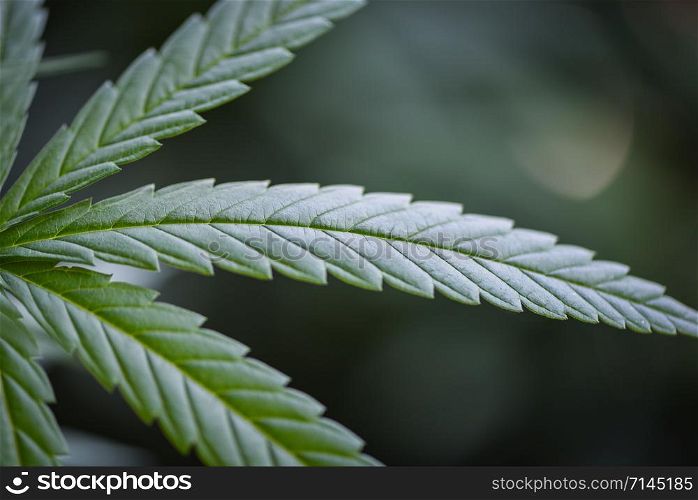 Marijuana leaves cannabis plant tree / Close up green hemp leaf for extract medical healthcare natural