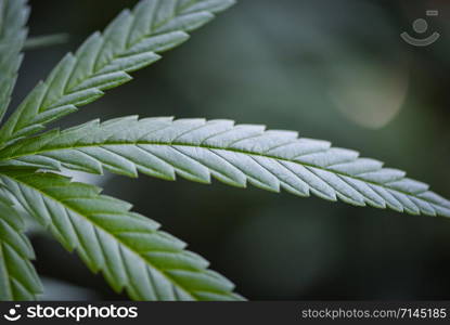 Marijuana leaves cannabis plant tree / Close up green hemp leaf for extract medical healthcare natural