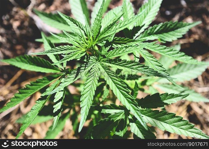 Marijuana leaves - cannabis plant tree growing in pot on nature green background, Hemp leaf for extract medical healthcare natural - top view