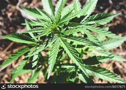 Marijuana leaves - cannabis plant tree growing in pot on nature green background, Hemp leaf for extract medical healthcare natural - top view