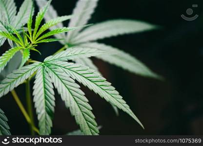 Marijuana leaves cannabis plant tree growing on dark background / Hemp leaf for extract medical healthcare natural selective focus