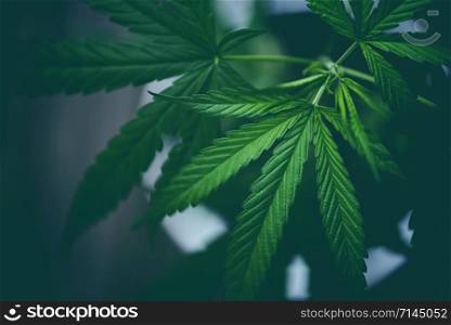 Marijuana leaves cannabis plant tree growing on dark background / Hemp leaf for extract medical healthcare natural selective focus