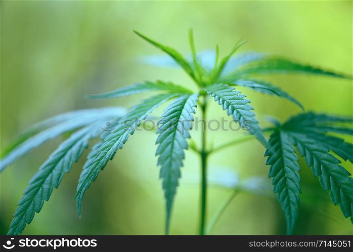 Marijuana leaves cannabis plant tree growing on nature green background / Hemp leaf for extract medical healthcare natural selective focus