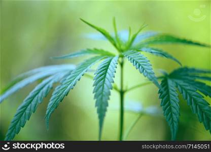 Marijuana leaves cannabis plant tree growing on nature green background / Hemp leaf for extract medical healthcare natural selective focus