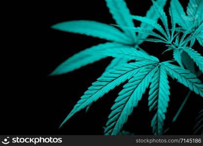 Marijuana leaves cannabis plant tree on dark background / Close up green hemp leaf for extract medical healthcare natural