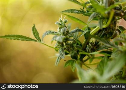 marijuana leaves cannabis plants a beautiful background