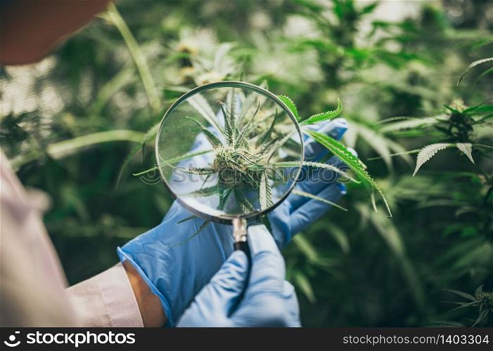 marijuana leaves cannabis plants a beautiful background hemp weed farming