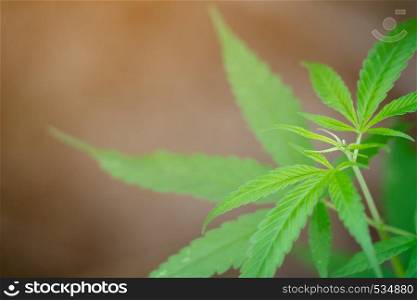 Marijuana leaves ( Cannabis sativa indica )