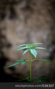 Marijuana leaves ( Cannabis sativa indica )