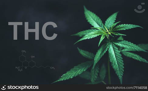 Marijuana leaves with cbd thc chemical structure