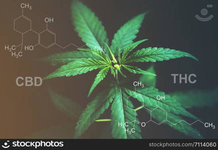 Marijuana leaves with cbd thc chemical structure