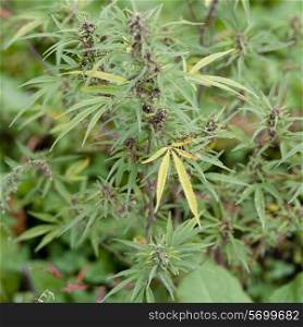 Marijuana plant growing in Bumthang District, Chokhor Valley Bhutan