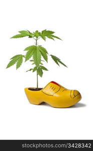 Marijuana plant in Dutch wooden shoe as a symbol for the tolerance of using weed in Holland