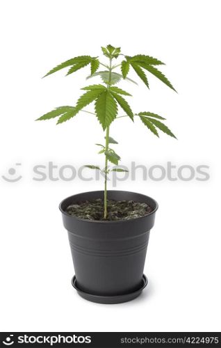 Marijuana plant in plastic pot on white background