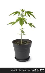 Marijuana plant in plastic pot on white background