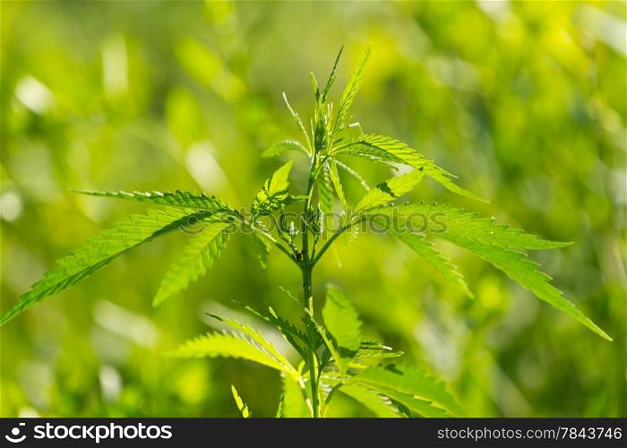 marijuana plant on the green background