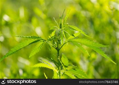marijuana plant on the green background