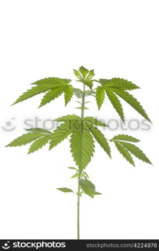 Marijuana plant on white background