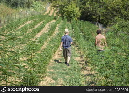 marijuana plants growth in Tuscany field