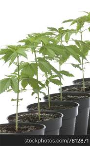 Marijuana plants in plastic pot on white background