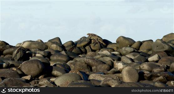 Marine iguana (Amblyrhynchus cristatus) on rocks, Punta Suarez, Espanola Island, Galapagos Islands, Ecuador