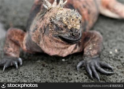 Marine iguana (Amblyrhynchus cristatus), Puerto Egas, Santiago Island, Galapagos Islands, Ecuador