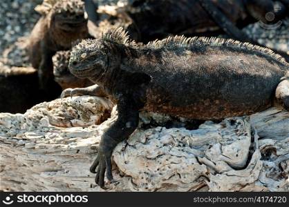 Marine iguana (Amblyrhynchus cristatus), Punta Espinoza, Fernandina Island, Galapagos Islands, Ecuador