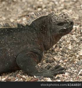 Marine iguana (Amblyrhynchus cristatus), Punta Espinoza, Fernandina Island, Galapagos Islands, Ecuador
