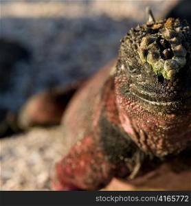 Marine iguana (Amblyrhynchus cristatus), Punta Suarez, Espanola Island, Galapagos Islands, Ecuador