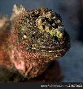 Marine iguana (Amblyrhynchus cristatus), Punta Suarez, Espanola Island, Galapagos Islands, Ecuador